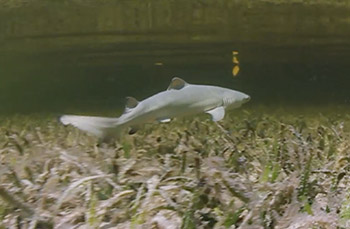View the Mangrove shark nursery video