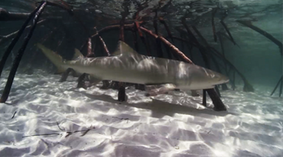 Test your knowledge in the Shark quiz