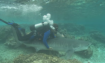 View the Shark tagging video