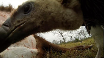 Vulture feeding frenzy