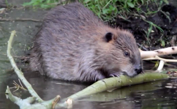 Beaver Builds a Dam