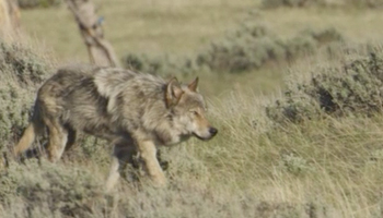 View the wolf gallery