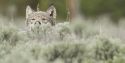 Test your knowledge in the Wolf quiz